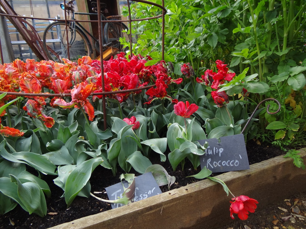 Tulips at Petersham Nurseries