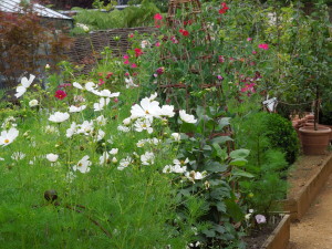 Cosmos and Sweetpeas at Petersham Nurseries