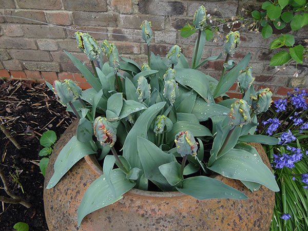 Parrot-tulips-in-urn