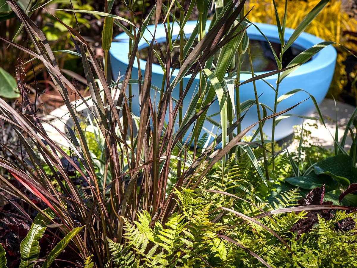 Teacup Garden BBC Gardeners' World Live 2015