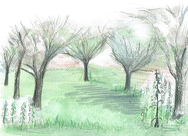 Garden Pencil Sketch
