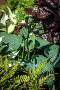 Eclectic planting: ferns, heucheras and hostas on The Teacup Garden